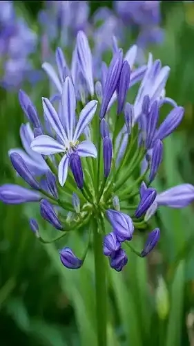 Agapanthus 'Charlotte'